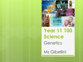 Year 11 100 
Science 
Genetics 
Ms Gibellini 
 