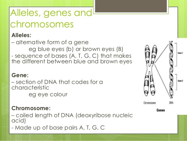 Genetics Year 11