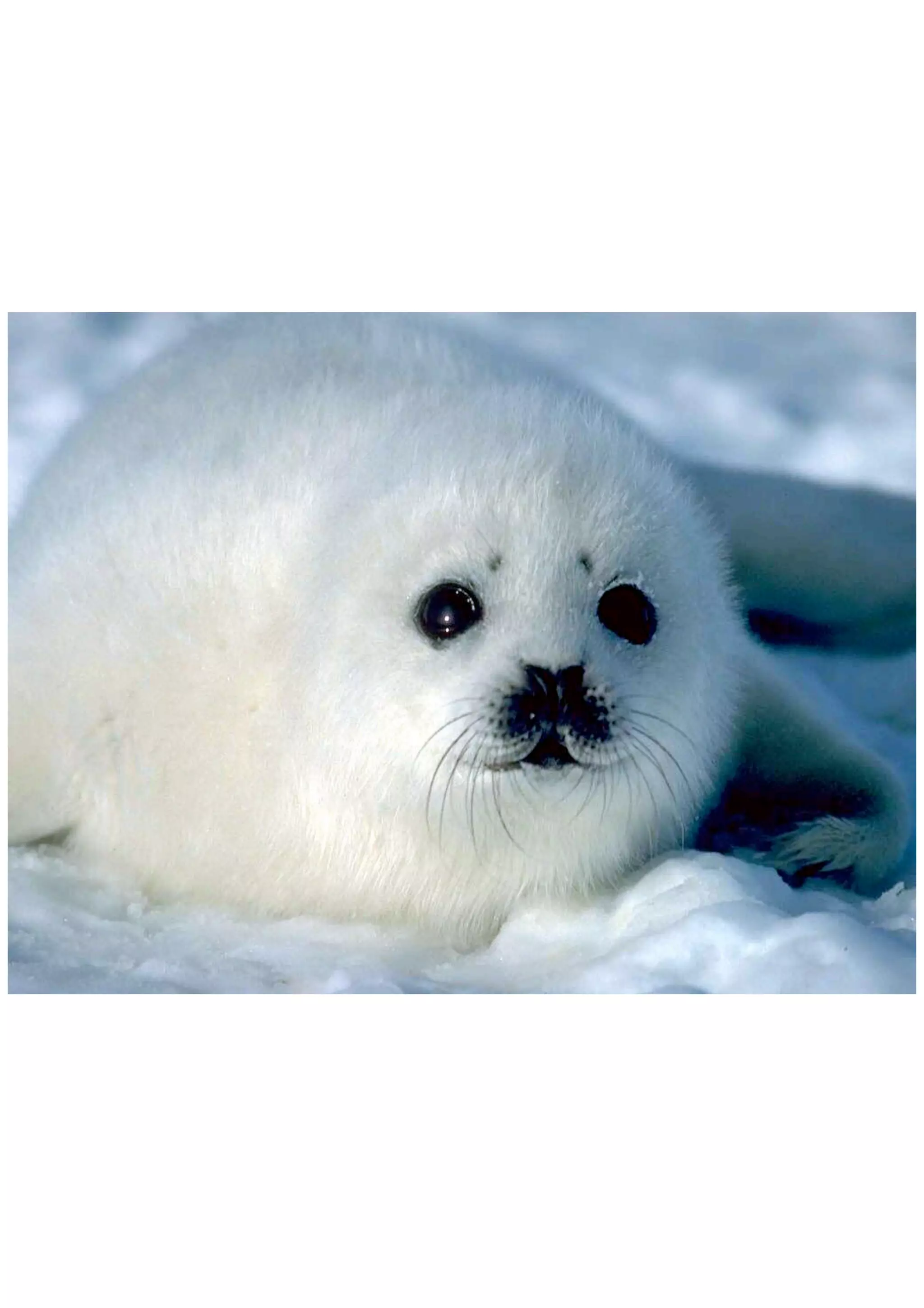 100 Things That Are Round