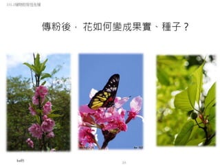 101.2植物的有性生殖