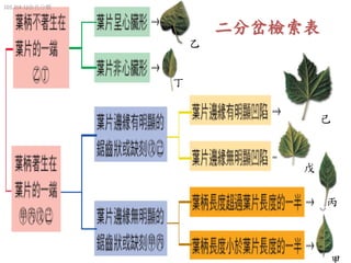 101 2 4 1 命名與分類 1
