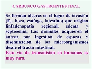 Se forman úlceras en el lugar de invasión
(Ej. boca, esófago, intestino) que origina
linfadenopatía regional, edema y
septicemia. Los animales adquieren el
ántrax por ingestión de esporas y
diseminación de los microorganismos
desde el tracto intestinal.
Esta vía de transmisión en humanos es
muy rara.
CARBUNCO GASTROINTESTINAL
 