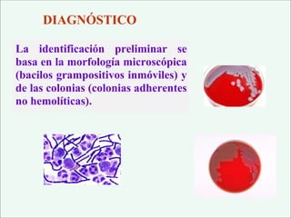 DIAGNÓSTICO
La identificación preliminar se
basa en la morfología microscópica
(bacilos grampositivos inmóviles) y
de las colonias (colonias adherentes
no hemolíticas).
 