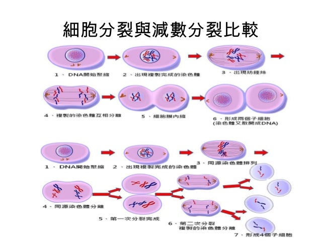 卵細胞 分裂 受精