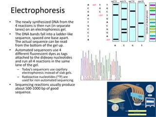 Electrophoresis 
• The newly synthesized DNA from the 
4 reactions is then run (in separate 
lanes) on an electrophoresis gel. 
• The DNA bands fall into a ladder-like 
sequence, spaced one base apart. 
The actual sequence can be read 
from the bottom of the gel up. 
• Automated sequencers use 4 
different fluorescent dyes as tags 
attached to the dideoxy nucleotides 
and run all 4 reactions in the same 
lane of the gel. 
– Today’s sequencers use capillary 
electrophoresis instead of slab gels. 
– Radioactive nucleotides (32P) are 
used for non-automated sequencing. 
• Sequencing reactions usually produce 
about 500-1000 bp of good 
sequence. 
 