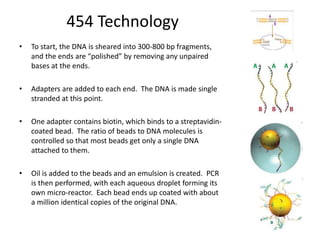 454 Technology 
• To start, the DNA is sheared into 300-800 bp fragments, 
and the ends are “polished” by removing any unpaired 
bases at the ends. 
• Adapters are added to each end. The DNA is made single 
stranded at this point. 
• One adapter contains biotin, which binds to a streptavidin-coated 
bead. The ratio of beads to DNA molecules is 
controlled so that most beads get only a single DNA 
attached to them. 
• Oil is added to the beads and an emulsion is created. PCR 
is then performed, with each aqueous droplet forming its 
own micro-reactor. Each bead ends up coated with about 
a million identical copies of the original DNA. 
 