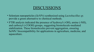 DISCUSSIONS
• Selenium nanoparticles (SeNPs) synthesized using Lactobacillus sp.
provide a green alternative to chemical methods.
• FTIR analysis indicated the presence of hydroxyl (-OH), amine (-NH),
and carboxyl (-COOH) groups, suggesting biomolecule-mediated
stabilization. These biomolecules prevent aggregation, ensuring
SeNPs’ biocompatibility for applications in agriculture, medicine, and
aquaculture.
 