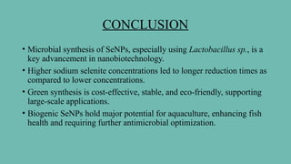 CONCLUSION
• Microbial synthesis of SeNPs, especially using Lactobacillus sp., is a
key advancement in nanobiotechnology.
• Higher sodium selenite concentrations led to longer reduction times as
compared to lower concentrations.
• Green synthesis is cost-effective, stable, and eco-friendly, supporting
large-scale applications.
• Biogenic SeNPs hold major potential for aquaculture, enhancing fish
health and requiring further antimicrobial optimization.
 
