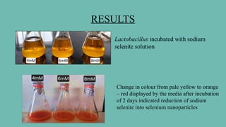 RESULTS
Lactobacillus incubated with sodium
selenite solution
Change in colour from pale yellow to orange
– red displayed by the media after incubation
of 2 days indicated reduction of sodium
selenite into selenium nanoparticles
 