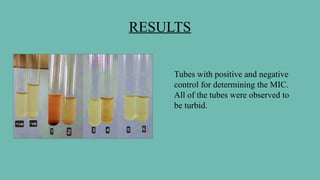 RESULTS
Tubes with positive and negative
control for determining the MIC.
All of the tubes were observed to
be turbid.
 