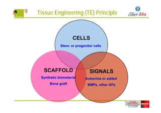 Tissue Engineering (TE) Principle
CELLS
Stem- or progenitor cells
SCAFFOLD S G SSCAFFOLD
Synthetic biomaterial
SIGNALS
Autocrine or added
Bone graft BMPs, other GFs
 