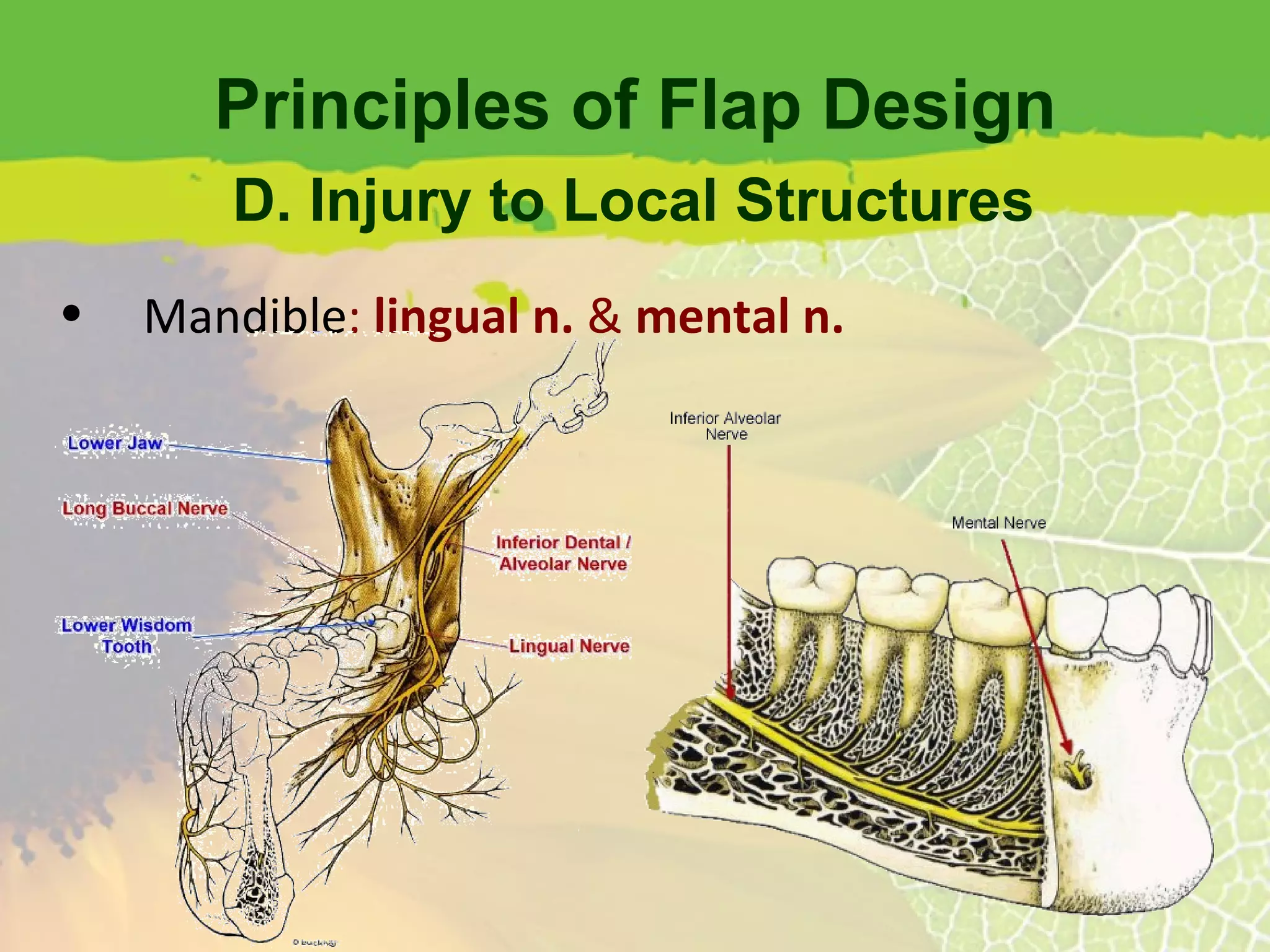 Principles of Flap Design Mandible :  lingual n.  &  mental n. D. Injury to Local Structures 