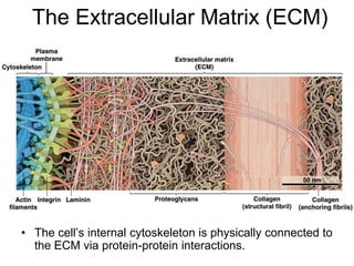 The Extracellular Matrix (ECM)
• The cell’s internal cytoskeleton is physically connected to
the ECM via protein-protein interactions.
 