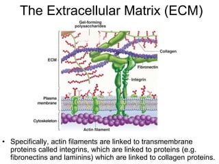 The Extracellular Matrix (ECM)
• Specifically, actin filaments are linked to transmembrane
proteins called integrins, which are linked to proteins (e.g.
fibronectins and laminins) which are linked to collagen proteins.
 