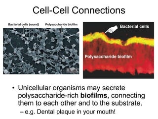Cell-Cell Connections
• Unicellular organisms may secrete
polysaccharide-rich biofilms, connecting
them to each other and to the substrate.
– e.g. Dental plaque in your mouth!
 