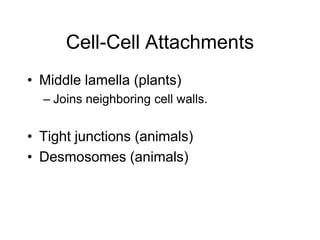 Cell-Cell Attachments
• Middle lamella (plants)
– Joins neighboring cell walls.
• Tight junctions (animals)
• Desmosomes (animals)
 