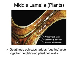 Middle Lamella (Plants)
• Gelatinous polysaccharides (pectins) glue
together neighboring plant cell walls.
 