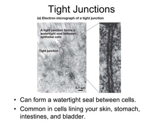 Tight Junctions
• Can form a watertight seal between cells.
• Common in cells lining your skin, stomach,
intestines, and bladder.
 