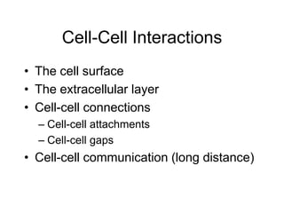Cell-Cell Interactions
• The cell surface
• The extracellular layer
• Cell-cell connections
– Cell-cell attachments
– Cell-cell gaps
• Cell-cell communication (long distance)
 