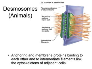 Desmosomes
(Animals)
• Anchoring and membrane proteins binding to
each other and to intermediate filaments link
the cytoskeletons of adjacent cells.
 