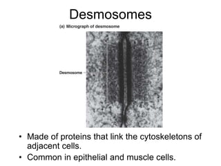 Desmosomes
• Made of proteins that link the cytoskeletons of
adjacent cells.
• Common in epithelial and muscle cells.
 