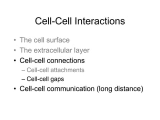 Cell-Cell Interactions
• The cell surface
• The extracellular layer
• Cell-cell connections
– Cell-cell attachments
– Cell-cell gaps
• Cell-cell communication (long distance)
 