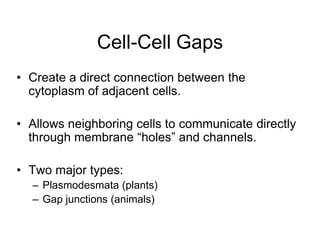 Cell-Cell Gaps
• Create a direct connection between the
cytoplasm of adjacent cells.
• Allows neighboring cells to communicate directly
through membrane “holes” and channels.
• Two major types:
– Plasmodesmata (plants)
– Gap junctions (animals)
 