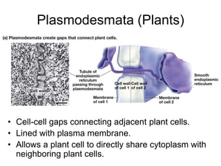 Plasmodesmata (Plants)
• Cell-cell gaps connecting adjacent plant cells.
• Lined with plasma membrane.
• Allows a plant cell to directly share cytoplasm with
neighboring plant cells.
 