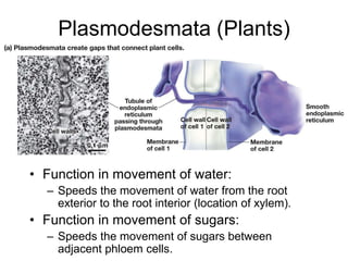 Plasmodesmata (Plants)
• Function in movement of water:
– Speeds the movement of water from the root
exterior to the root interior (location of xylem).
• Function in movement of sugars:
– Speeds the movement of sugars between
adjacent phloem cells.
 