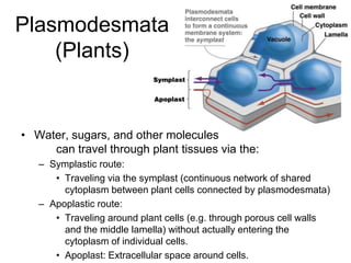 • Water, sugars, and other molecules
can travel through plant tissues via the:
– Symplastic route:
• Traveling via the symplast (continuous network of shared
cytoplasm between plant cells connected by plasmodesmata)
– Apoplastic route:
• Traveling around plant cells (e.g. through porous cell walls
and the middle lamella) without actually entering the
cytoplasm of individual cells.
• Apoplast: Extracellular space around cells.
Plasmodesmata
(Plants)
 