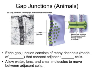 Gap Junctions (Animals)
• Each gap junction consists of many channels (made
of _______) that connect adjacent ______ cells.
• Allow water, ions, and small molecules to move
between adjacent cells.
 