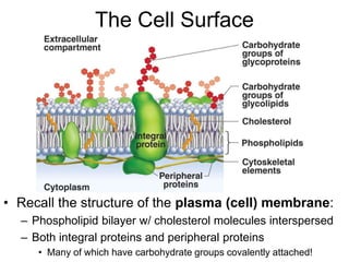The Cell Surface
• Recall the structure of the plasma (cell) membrane:
– Phospholipid bilayer w/ cholesterol molecules interspersed
– Both integral proteins and peripheral proteins
• Many of which have carbohydrate groups covalently attached!
 