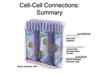 Cell-Cell Connections:
Summary
______ junctions
__________
_____ junction
 