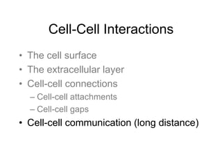 Cell-Cell Interactions
• The cell surface
• The extracellular layer
• Cell-cell connections
– Cell-cell attachments
– Cell-cell gaps
• Cell-cell communication (long distance)
 