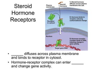 Steroid
Hormone
Receptors
• ______ diffuses across plasma membrane
and binds to receptor in cytosol.
• Hormone-receptor complex can enter ______
and change gene activity.
 