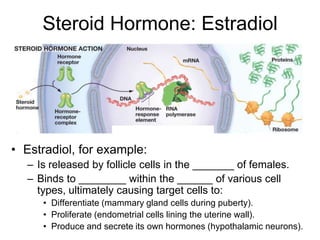 Steroid Hormone: Estradiol
• Estradiol, for example:
– Is released by follicle cells in the _______ of females.
– Binds to ________ within the ______ of various cell
types, ultimately causing target cells to:
• Differentiate (mammary gland cells during puberty).
• Proliferate (endometrial cells lining the uterine wall).
• Produce and secrete its own hormones (hypothalamic neurons).
 