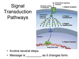Signal
Transduction
Pathways
• Involve several steps.
• Message is _________ as it changes form.
 