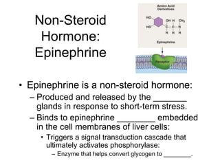Non-Steroid
Hormone:
Epinephrine
• Epinephrine is a non-steroid hormone:
– Produced and released by the _______
glands in response to short-term stress.
– Binds to epinephrine ________ embedded
in the cell membranes of liver cells:
• Triggers a signal transduction cascade that
ultimately activates phosphorylase:
– Enzyme that helps convert glycogen to ________.
 