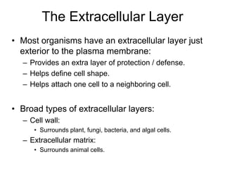 The Extracellular Layer
• Most organisms have an extracellular layer just
exterior to the plasma membrane:
– Provides an extra layer of protection / defense.
– Helps define cell shape.
– Helps attach one cell to a neighboring cell.
• Broad types of extracellular layers:
– Cell wall:
• Surrounds plant, fungi, bacteria, and algal cells.
– Extracellular matrix:
• Surrounds animal cells.
 