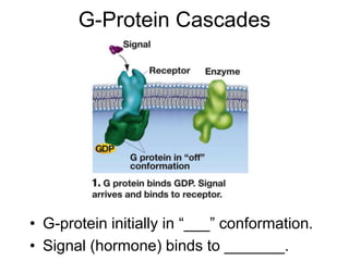 G-Protein Cascades
• G-protein initially in “___” conformation.
• Signal (hormone) binds to _______.
 