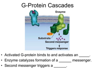 G-Protein Cascades
• Activated G-protein binds to and activates an _____.
• Enzyme catalyzes formation of a ______ messenger.
• Second messenger triggers a ______.
 