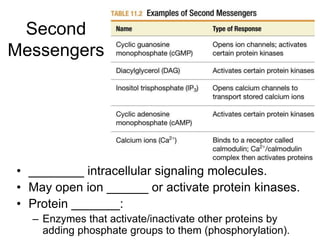 Second
Messengers
• ________ intracellular signaling molecules.
• May open ion ______ or activate protein kinases.
• Protein _______:
– Enzymes that activate/inactivate other proteins by
adding phosphate groups to them (phosphorylation).
 