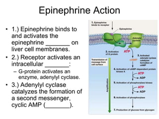 Epinephrine Action
• 1.) Epinephrine binds to
and activates the
epinephrine _______ on
liver cell membranes.
• 2.) Receptor activates an
intracellular _______:
– G-protein activates an
enzyme, adenylyl cyclase.
• 3.) Adenylyl cyclase
catalyzes the formation of
a second messenger,
cyclic AMP (_______).
 