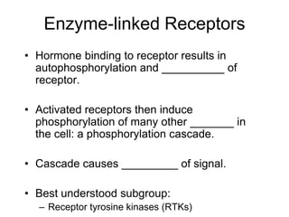 Enzyme-linked Receptors
• Hormone binding to receptor results in
autophosphorylation and __________ of
receptor.
• Activated receptors then induce
phosphorylation of many other _______ in
the cell: a phosphorylation cascade.
• Cascade causes _________ of signal.
• Best understood subgroup:
– Receptor tyrosine kinases (RTKs)
 