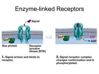 Enzyme-linked Receptors
 