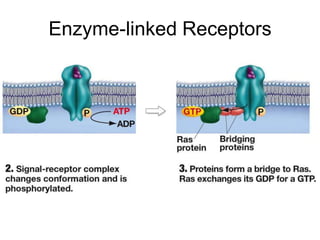 Enzyme-linked Receptors
 