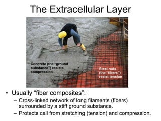 The Extracellular Layer
• Usually “fiber composites”:
– Cross-linked network of long filaments (fibers)
surrounded by a stiff ground substance.
– Protects cell from stretching (tension) and compression.
 