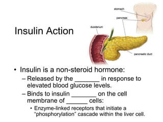 Insulin Action
• Insulin is a non-steroid hormone:
– Released by the _______ in response to
elevated blood glucose levels.
– Binds to insulin _______ on the cell
membrane of ______ cells:
• Enzyme-linked receptors that initiate a
“phosphorylation” cascade within the liver cell.
 