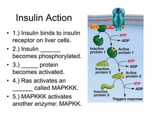 Insulin Action
• 1.) Insulin binds to insulin
receptor on liver cells.
• 2.) Insulin ______
becomes phosphorylated.
• 3.) _____ protein
becomes activated.
• 4.) Ras activates an
______ called MAPKKK.
• 5.) MAPKKK activates
another enzyme: MAPKK.
 