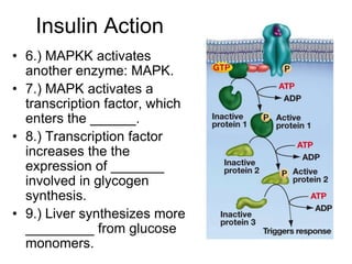 Insulin Action
• 6.) MAPKK activates
another enzyme: MAPK.
• 7.) MAPK activates a
transcription factor, which
enters the ______.
• 8.) Transcription factor
increases the the
expression of _______
involved in glycogen
synthesis.
• 9.) Liver synthesizes more
_________ from glucose
monomers.
 